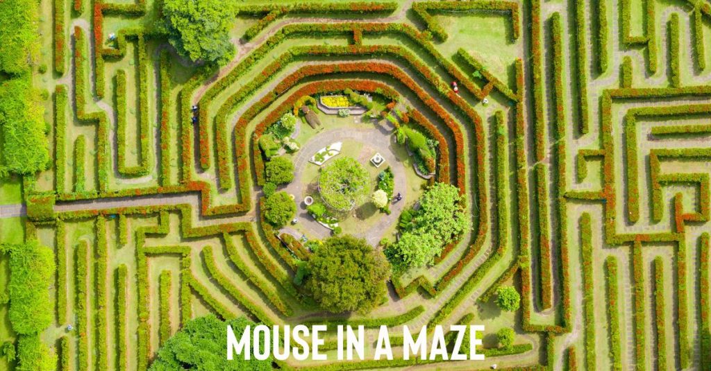 Mouse in a Maze